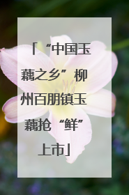 “中国玉藕之乡”柳州百朋镇玉藕抢“鲜”上市