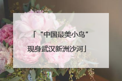 “中国最美小鸟”现身武汉新洲沙河