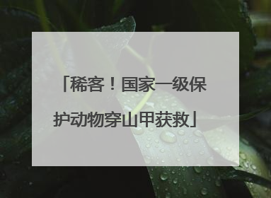 稀客！国家一级保护动物穿山甲获救