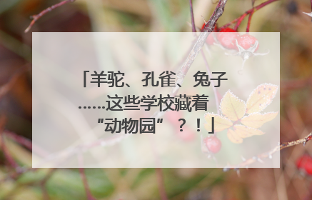 羊驼、孔雀、兔子……这些学校藏着 “动物园”？！