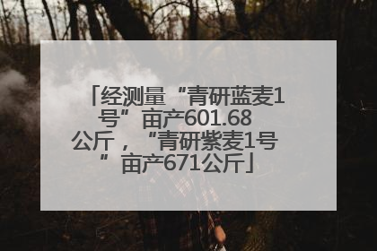 经测量“青研蓝麦1号”亩产601.68公斤，“青研紫麦1号”亩产671公斤