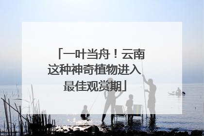 一叶当舟！云南这种神奇植物进入最佳观赏期