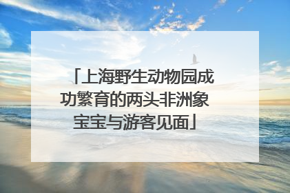 上海野生动物园成功繁育的两头非洲象宝宝与游客见面