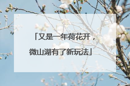 又是一年荷花开，微山湖有了新玩法
