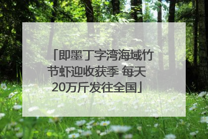 即墨丁字湾海域竹节虾迎收获季 每天20万斤发往全国