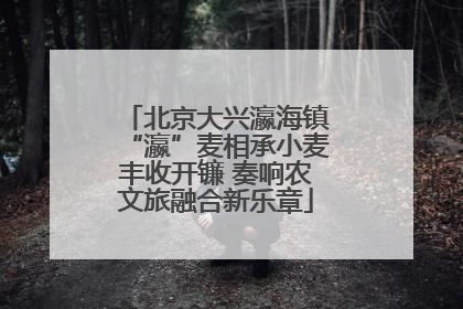 北京大兴瀛海镇“瀛”麦相承小麦丰收开镰 奏响农文旅融合新乐章
