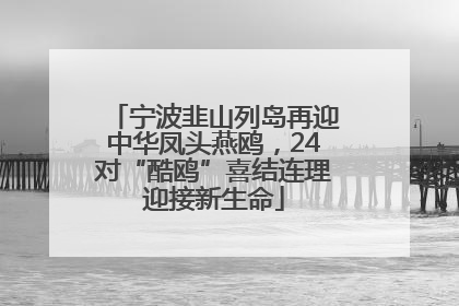宁波韭山列岛再迎中华凤头燕鸥，24对“酷鸥”喜结连理迎接新生命