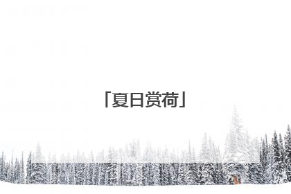 夏日赏荷