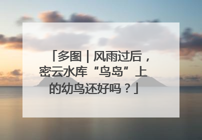 多图｜风雨过后，密云水库“鸟岛”上的幼鸟还好吗？