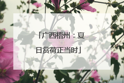 广西梧州：夏日赏荷正当时