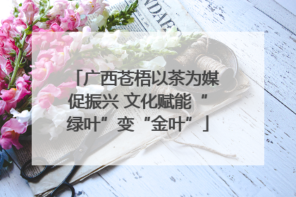 广西苍梧以茶为媒促振兴 文化赋能“绿叶”变“金叶”