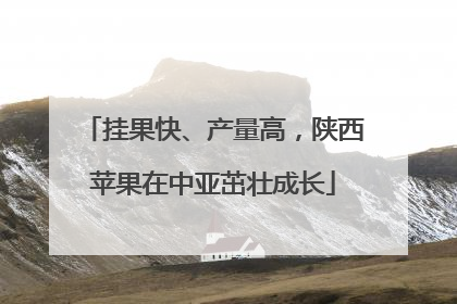挂果快、产量高，陕西苹果在中亚茁壮成长
