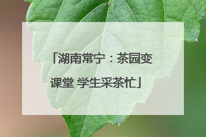 湖南常宁：茶园变课堂 学生采茶忙