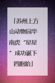 苏州上方山动物园华南虎“星星”成功诞下四胞胎