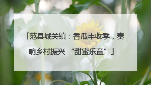 范县城关镇：香瓜丰收季，奏响乡村振兴 “甜蜜乐章”