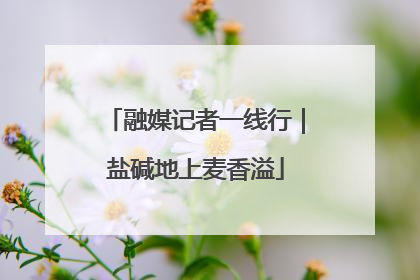 融媒记者一线行｜盐碱地上麦香溢
