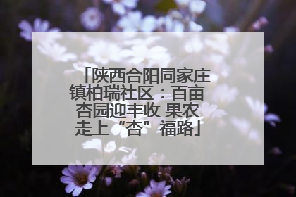 陕西合阳同家庄镇柏瑞社区：百亩杏园迎丰收 果农走上“杏”福路