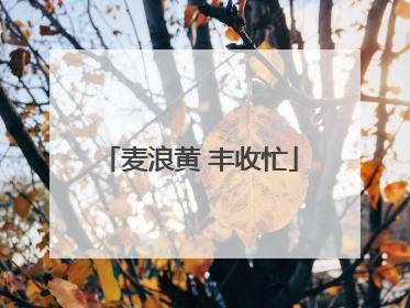 麦浪黄 丰收忙